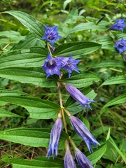 Gentiana asclepiadea