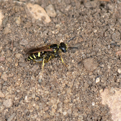 Philanthus lepidus