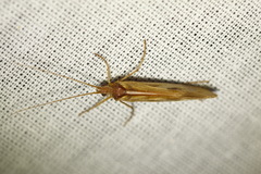 Limnephilus