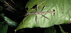 Ceroys perfoliatus