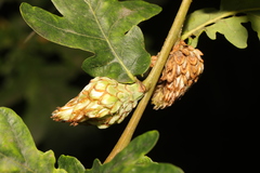 Andricus foecundatrix