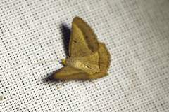 Isturgia arenacearia