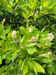 Clethra