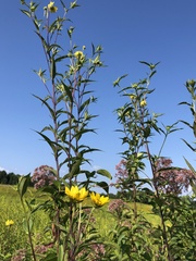 Helianthus giganteus
