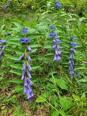 Gentiana asclepiadea