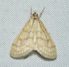 Paracorsia repandalis