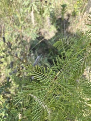 Desmanthus illinoensis