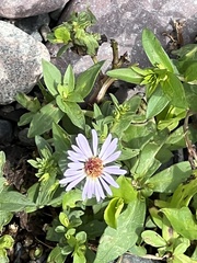 Symphyotrichum novi-belgii