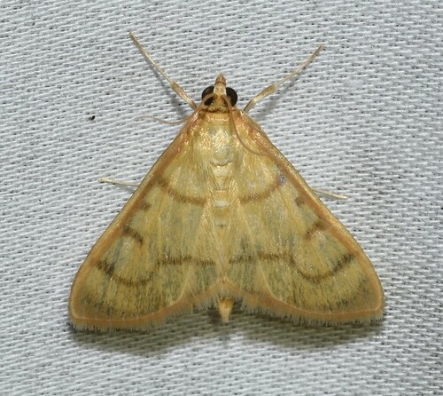 Common Caramel Moth photo 4
