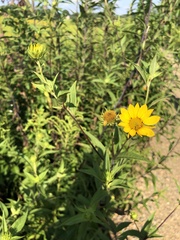 Helianthus giganteus