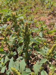 Amaranthus deflexus