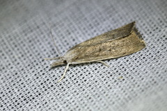 Calamotropha paludella