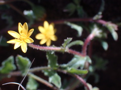 Osteospermum