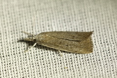 Calamotropha paludella