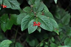 Cotoneaster bullatus