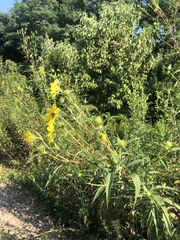 Helianthus giganteus