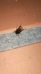 Maladera holosericea