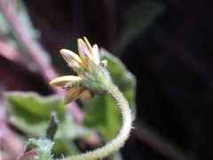 Osteospermum