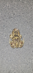 Sclerophrys pantherina