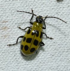 Diabrotica undecimpunctata