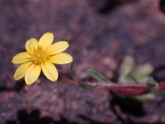 Osteospermum