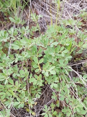 Acmispon denticulatus