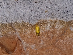 Agapeta zoegana