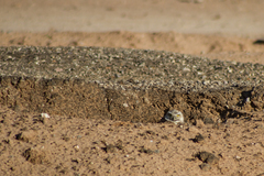 Athene cunicularia hypugaea