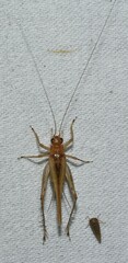 Anaxipha exigua