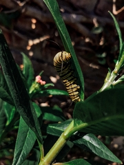 Danaus erippus