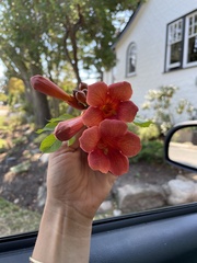Campsis