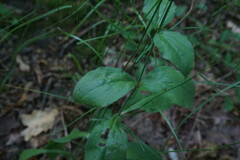 Silene viridiflora