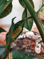 Danaus erippus