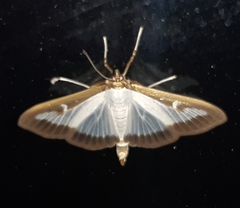 Cydalima perspectalis