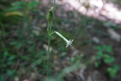 Silene viridiflora