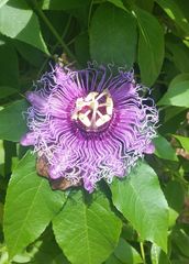 Passiflora