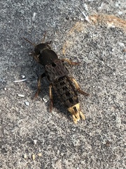 Platydracus maculosus