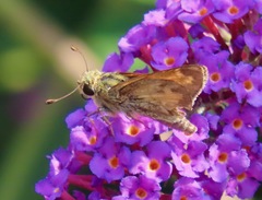 Atalopedes campestris