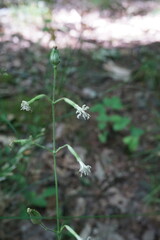 Silene viridiflora