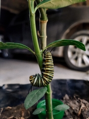 Danaus erippus