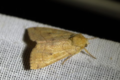 Enargia paleacea