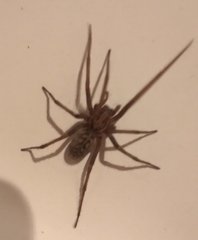 Eratigena atrica