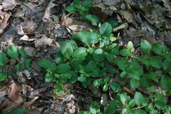 Veronica officinalis