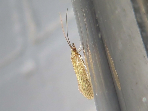 Small Red Sedge, 9717 BB Groningen, Netherlands, photo 6 of 10