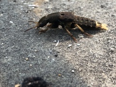 Platydracus maculosus