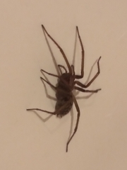Eratigena atrica