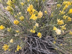 Ericameria nauseosa bernardina