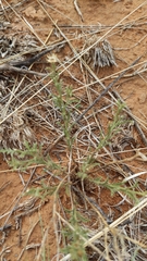 Xanthisma spinulosum