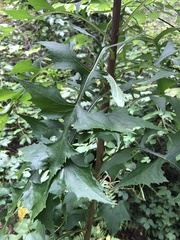 Lactuca canadensis