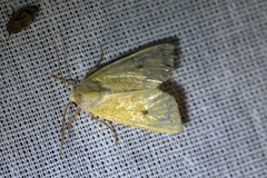 Xanthia icteritia